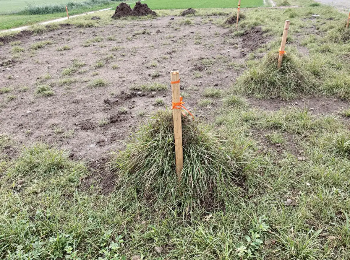 Działka przed pracami: nierówny teren z trawą i palikami